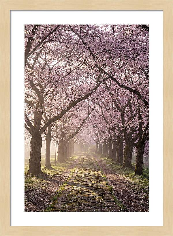 Springtime Serenity Under Blossoms