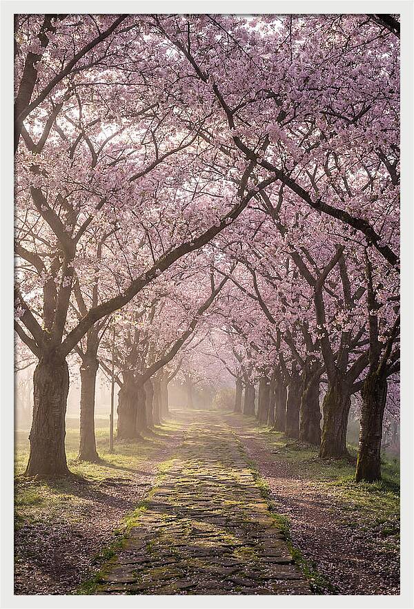 Springtime Serenity Under Blossoms