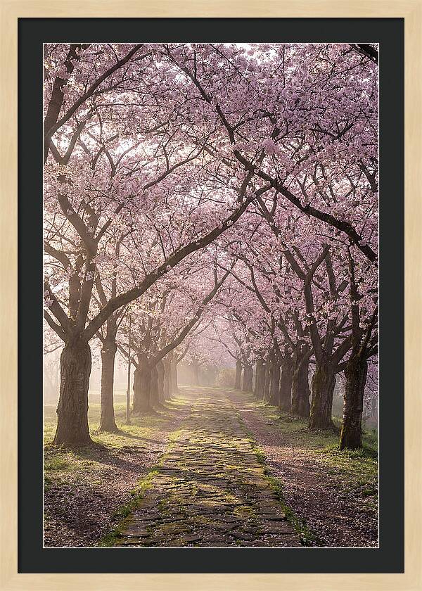 Springtime Serenity Under Blossoms
