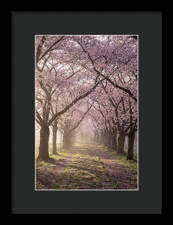 Springtime Serenity Under Blossoms