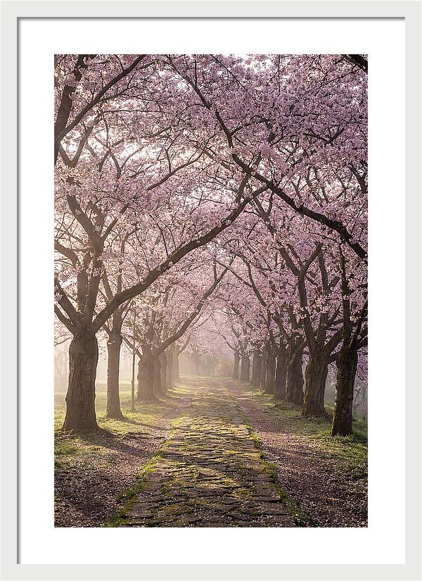 Springtime Serenity Under Blossoms