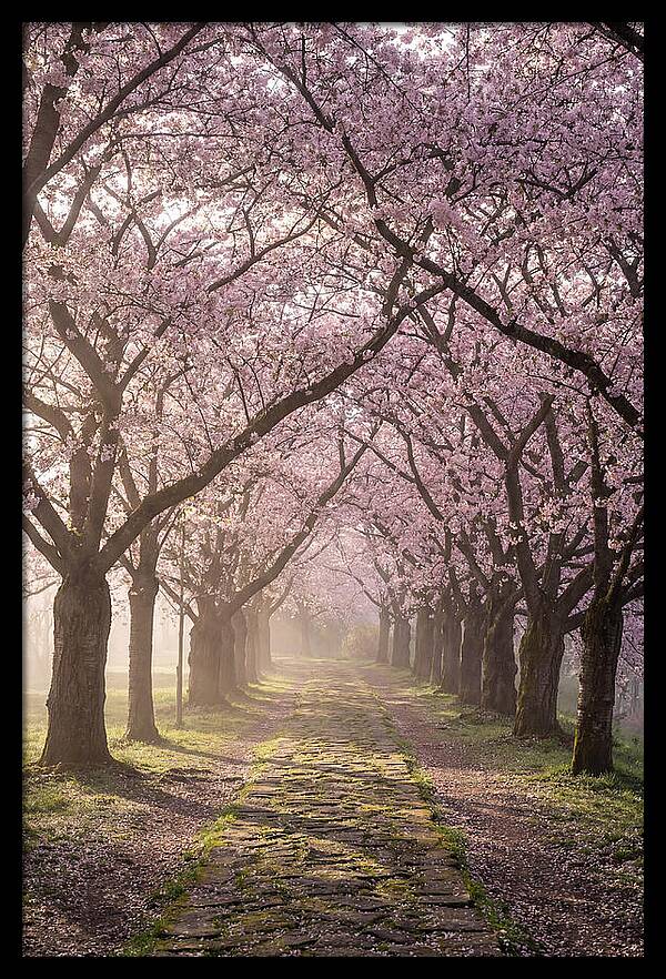 Springtime Serenity Under Blossoms