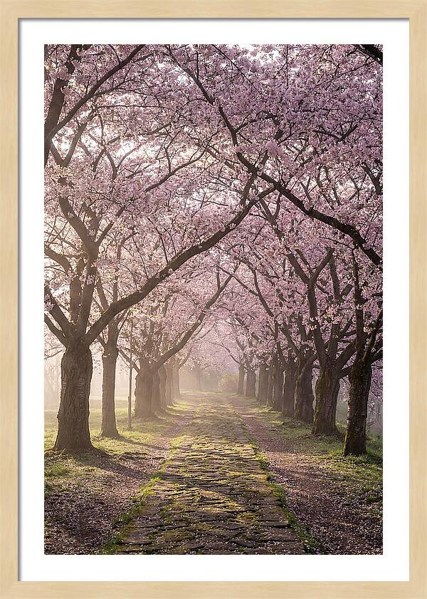 Springtime Serenity Under Blossoms