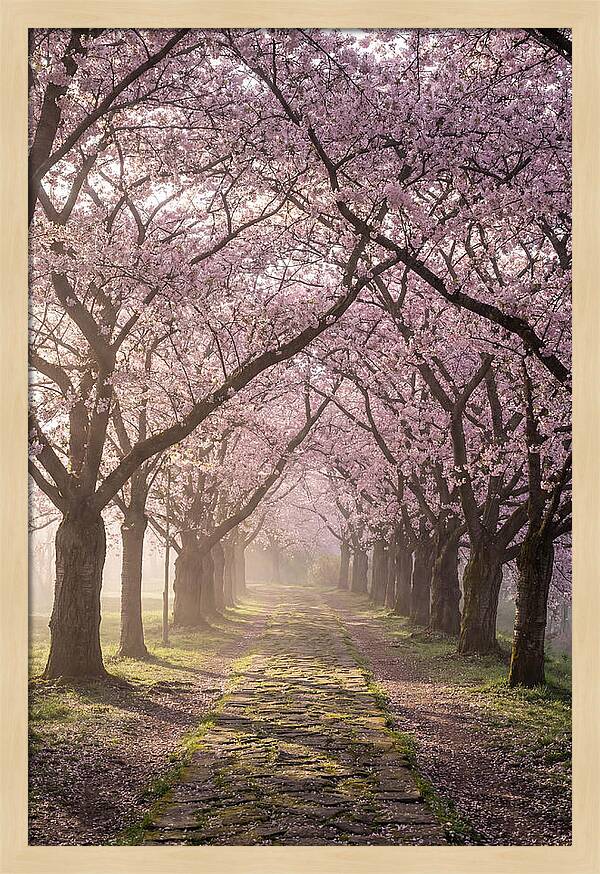 Springtime Serenity Under Blossoms