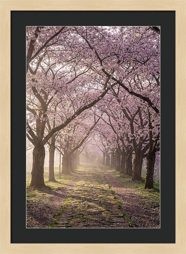 Springtime Serenity Under Blossoms