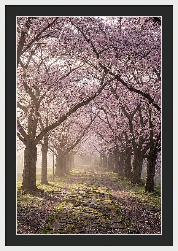Springtime Serenity Under Blossoms