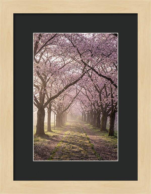 Springtime Serenity Under Blossoms