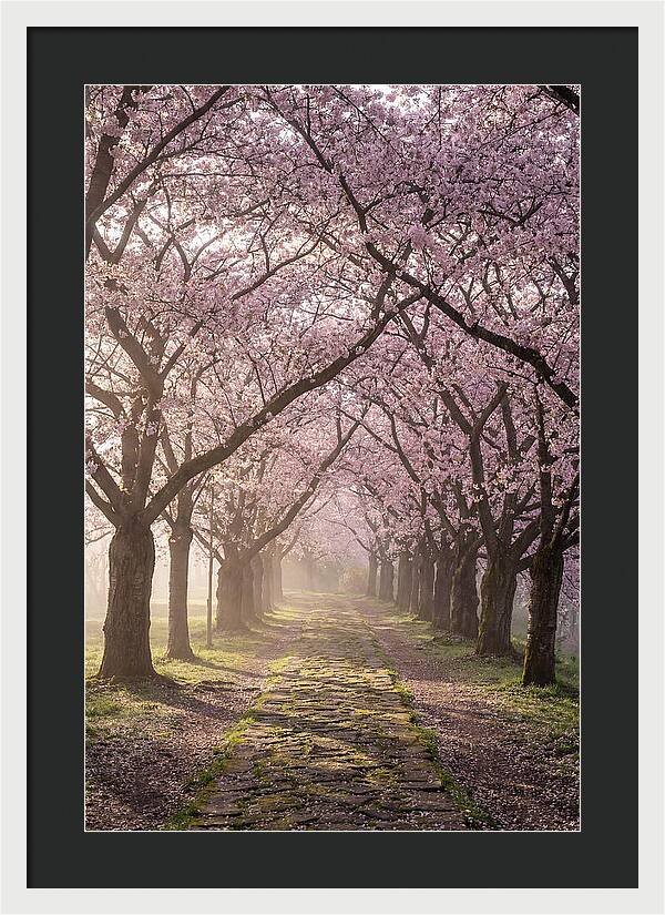 Springtime Serenity Under Blossoms