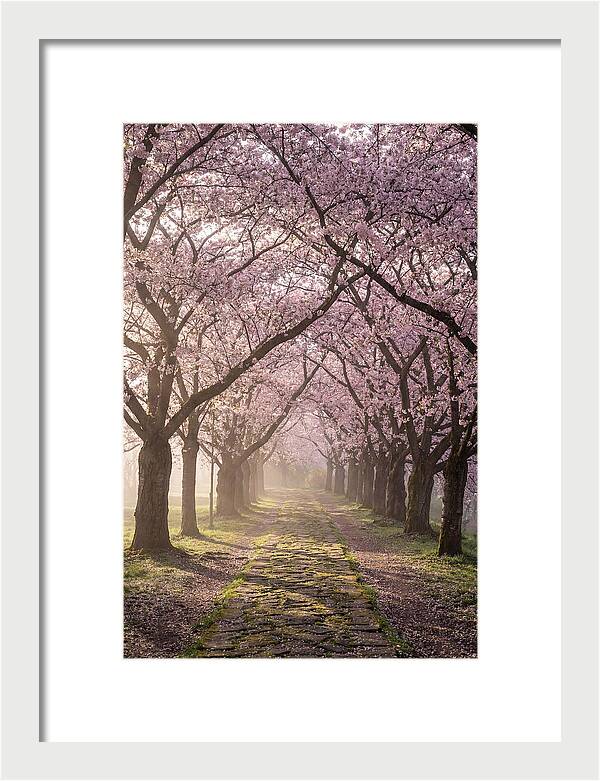 Springtime Serenity Under Blossoms