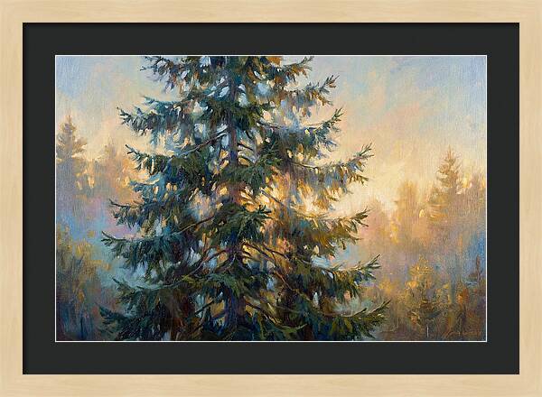 Spruce Tree At Dusk