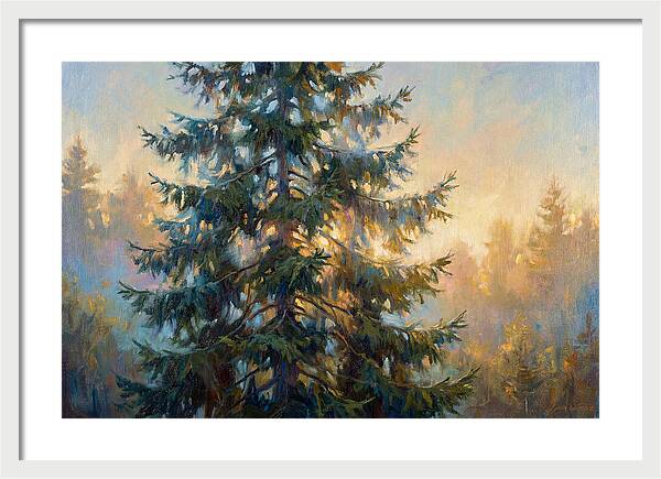 Spruce Tree At Dusk