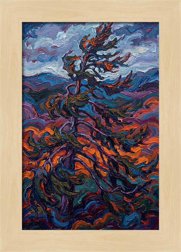 Spruce Tree In Motion