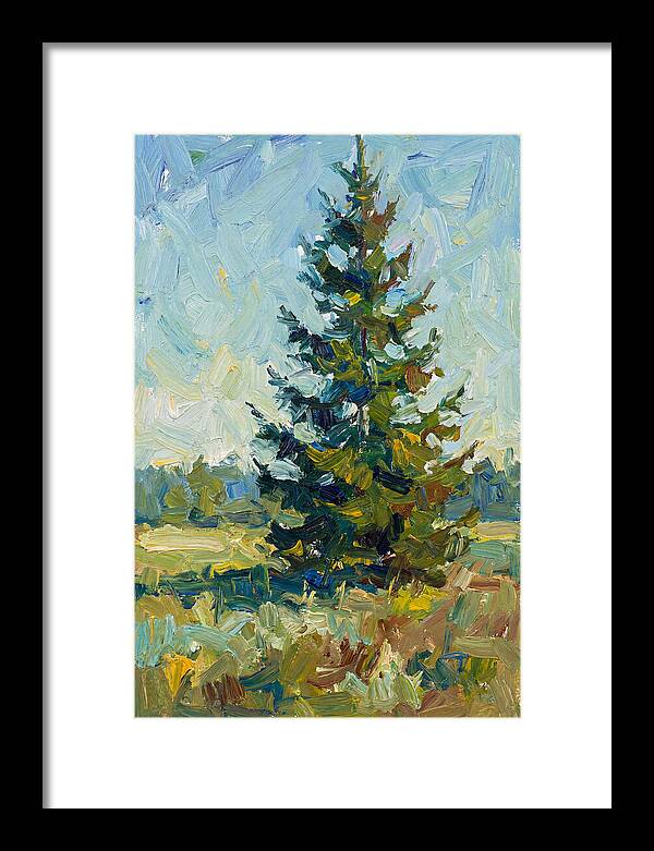 Spruce Tree In Nature