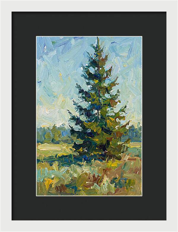 Spruce Tree In Nature