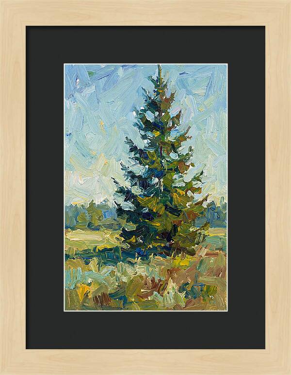 Spruce Tree In Nature
