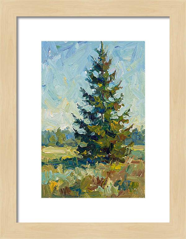 Spruce Tree In Nature