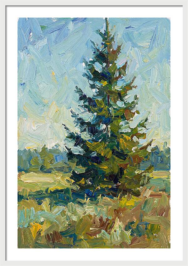 Spruce Tree In Nature