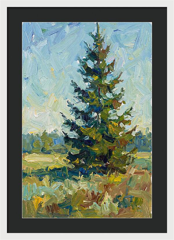 Spruce Tree In Nature