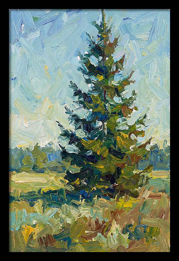 Spruce Tree In Nature