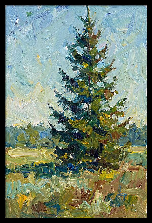 Spruce Tree In Nature