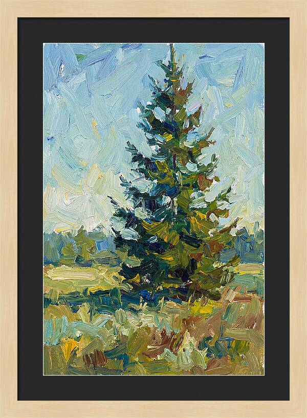 Spruce Tree In Nature