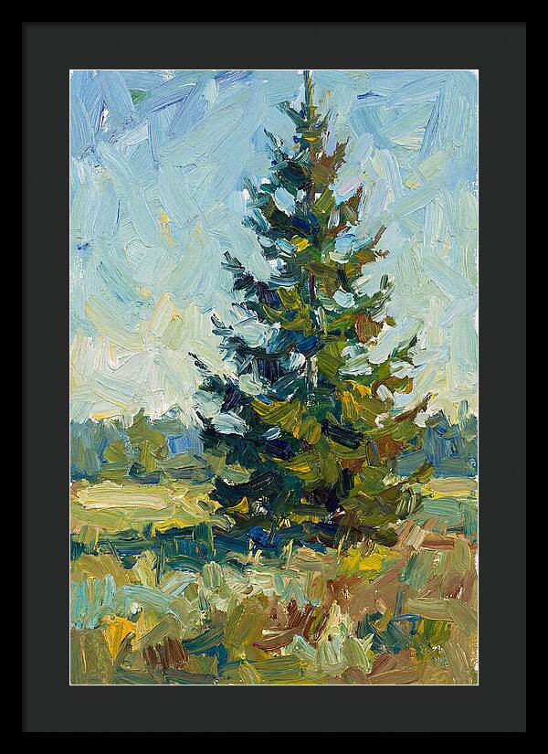 Spruce Tree In Nature