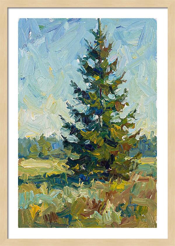 Spruce Tree In Nature