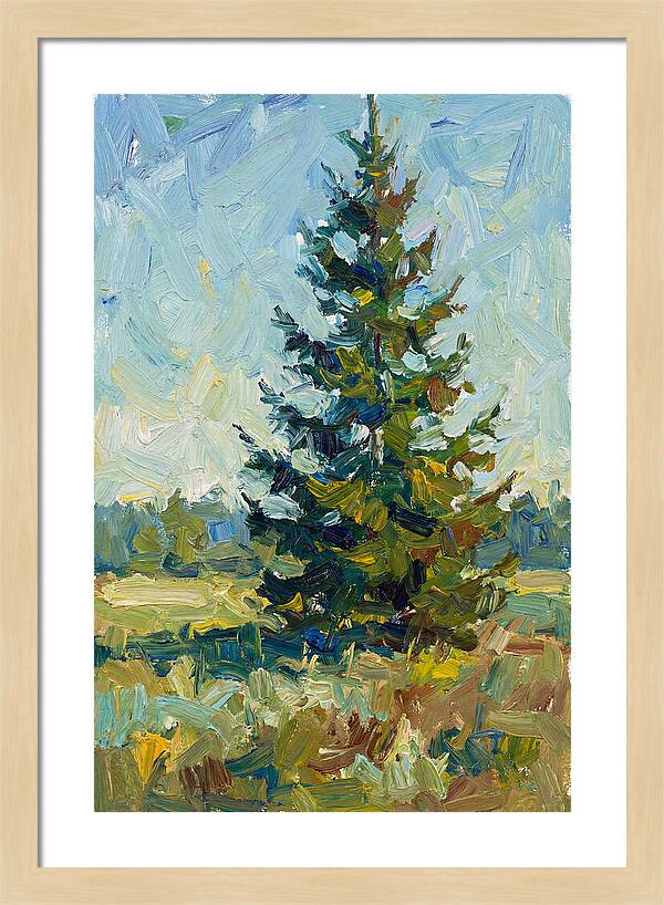 Spruce Tree In Nature