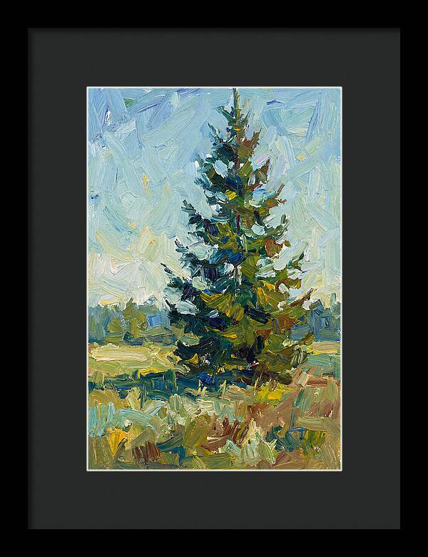Spruce Tree In Nature