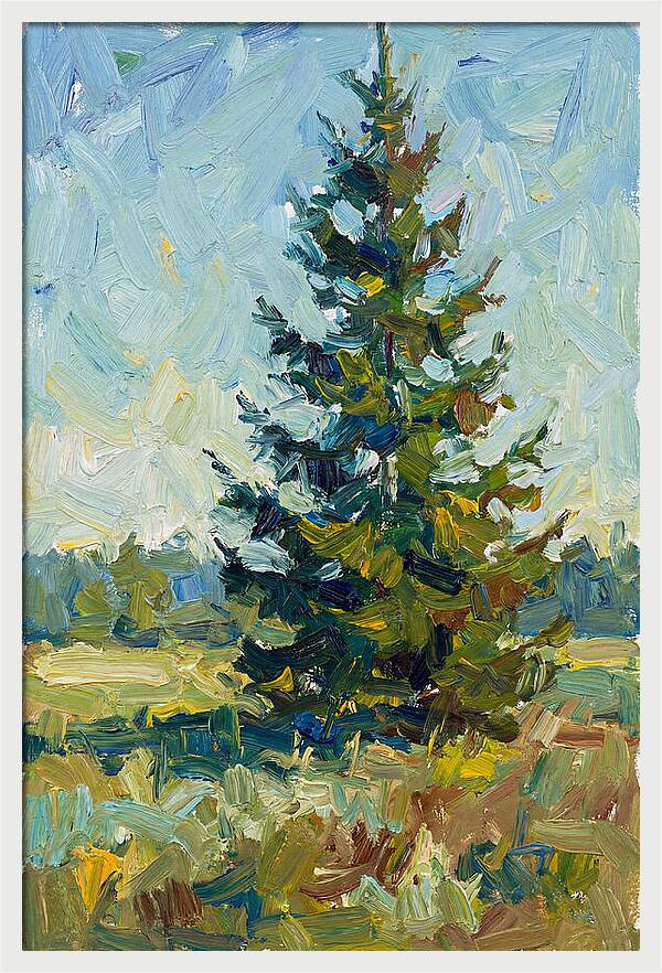 Spruce Tree In Nature