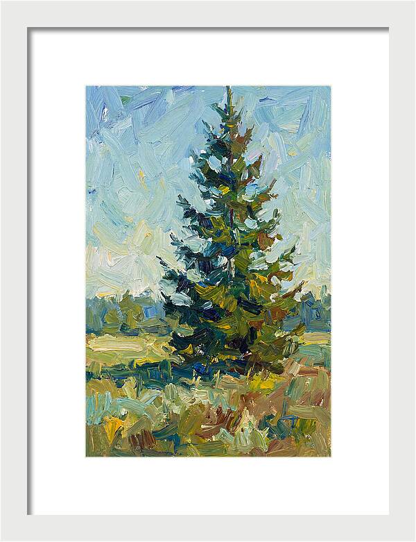 Spruce Tree In Nature