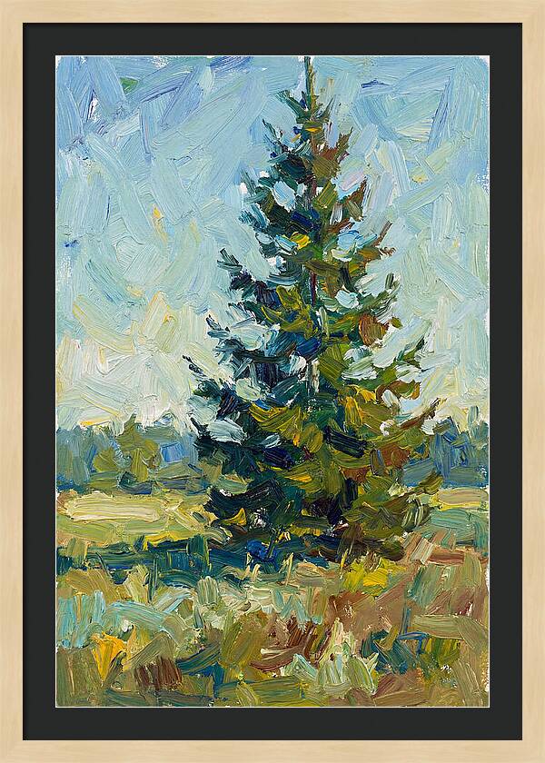 Spruce Tree In Nature