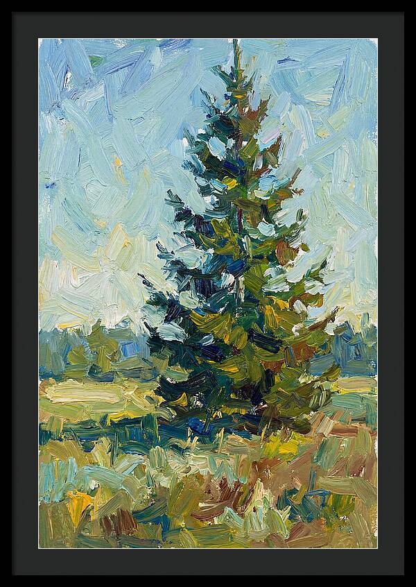 Spruce Tree In Nature