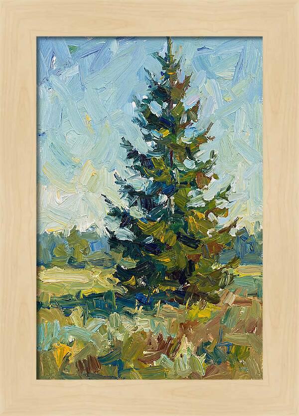 Spruce Tree In Nature