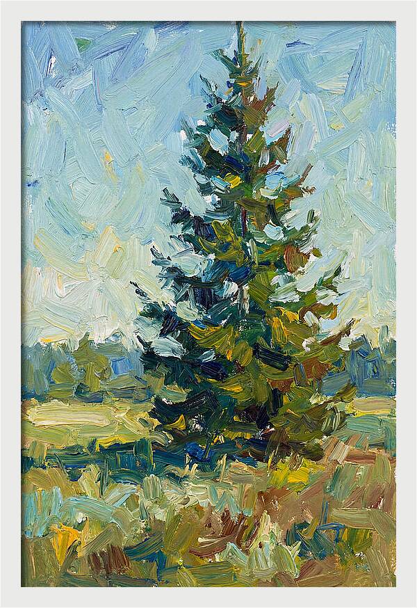 Spruce Tree In Nature