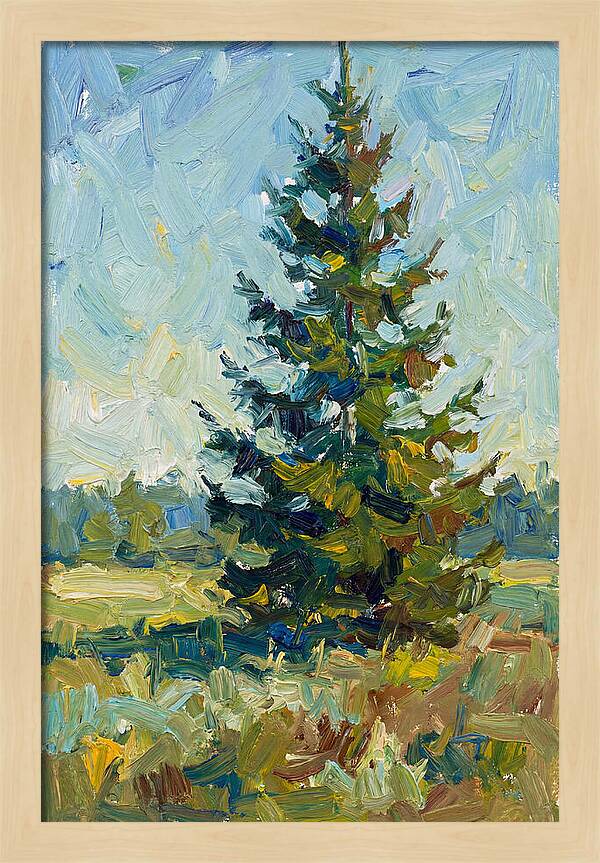 Spruce Tree In Nature