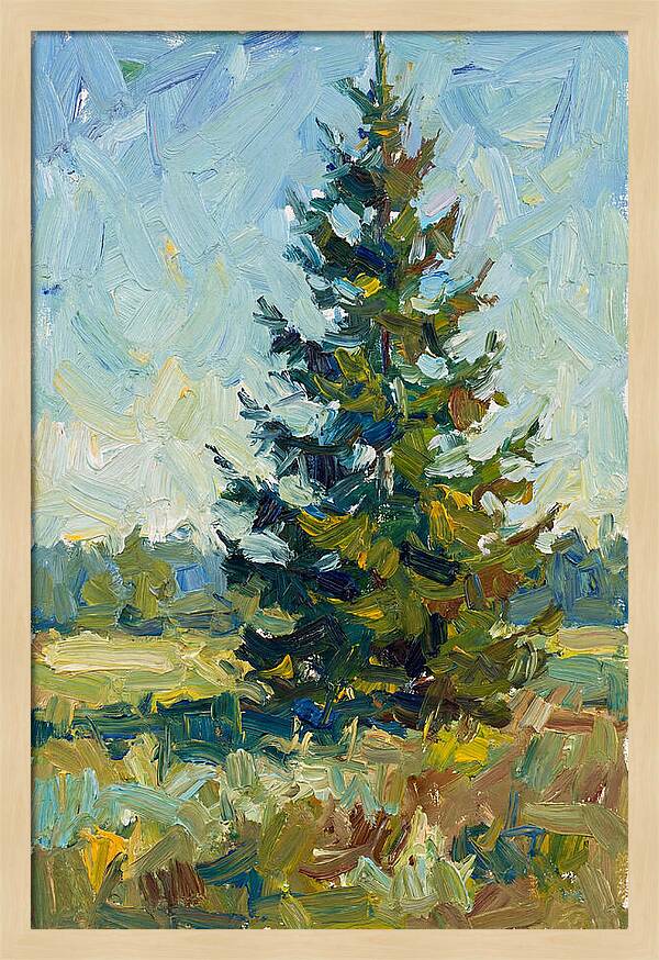 Spruce Tree In Nature