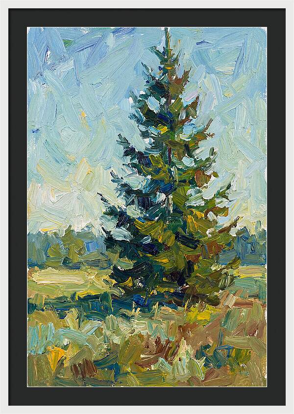 Spruce Tree In Nature