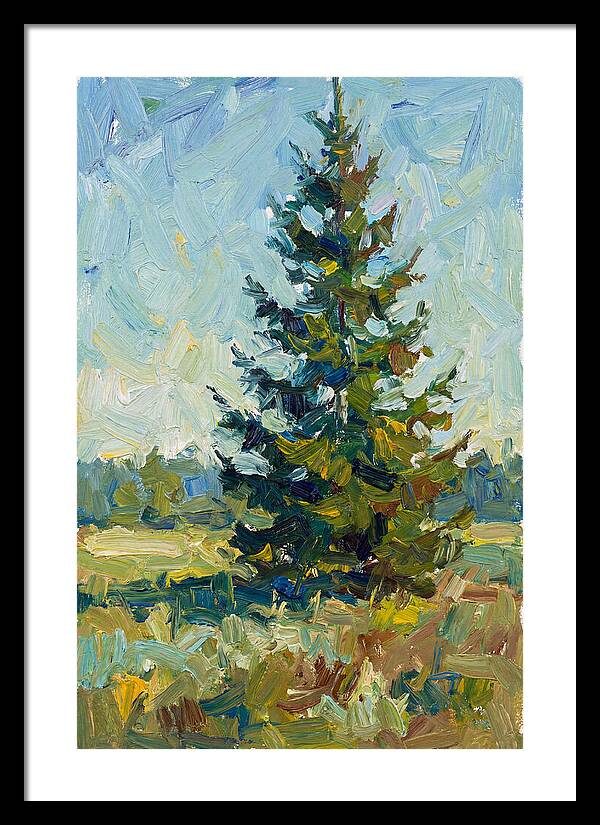 Spruce Tree In Nature