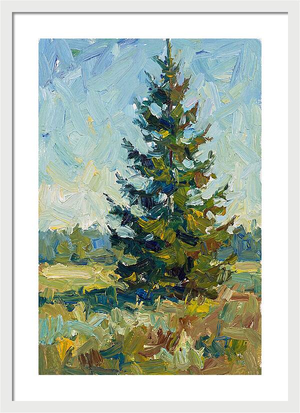 Spruce Tree In Nature