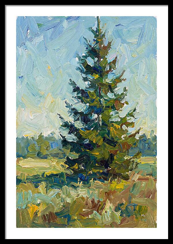 Spruce Tree In Nature