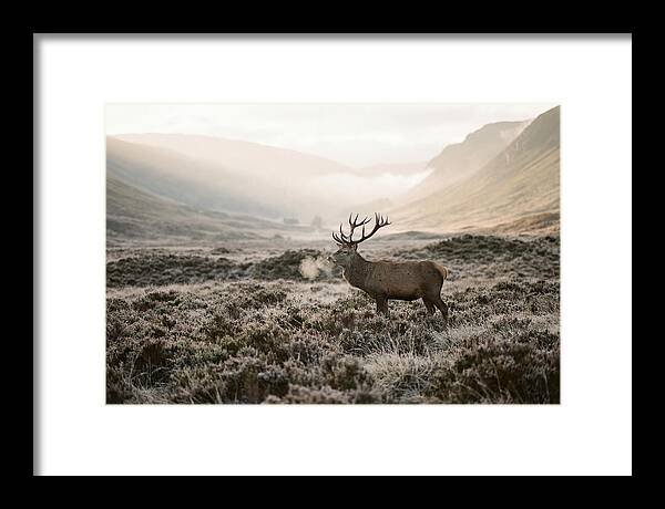 Stag Breathing Steam In Misty Landscape