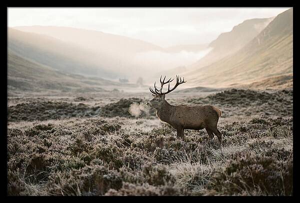 Stag Breathing Steam In Misty Landscape