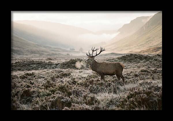 Stag Breathing Steam In Misty Landscape