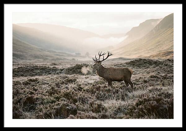 Stag Breathing Steam In Misty Landscape