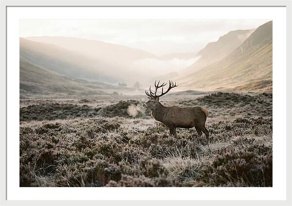 Stag Breathing Steam In Misty Landscape
