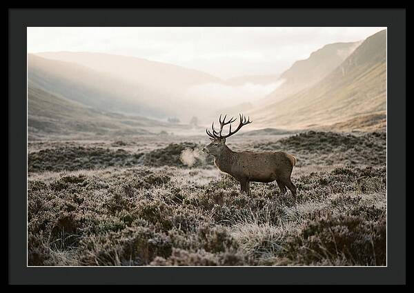 Stag Breathing Steam In Misty Landscape