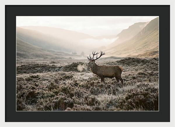 Stag Breathing Steam In Misty Landscape