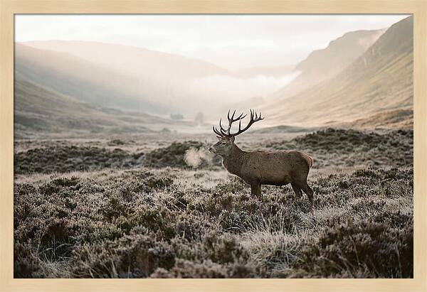 Stag Breathing Steam In Misty Landscape