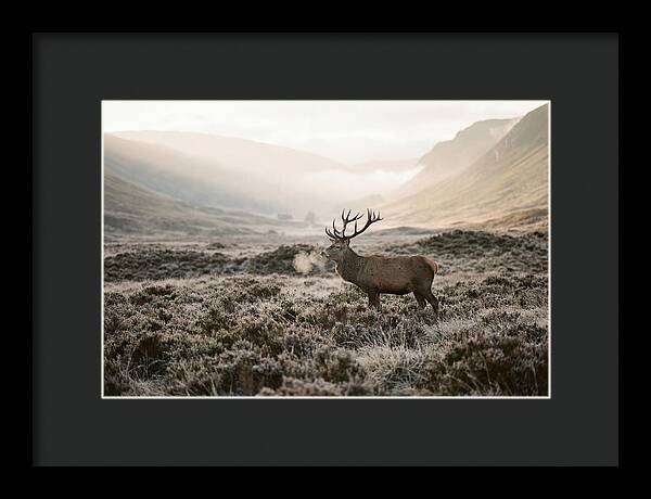 Stag Breathing Steam In Misty Landscape